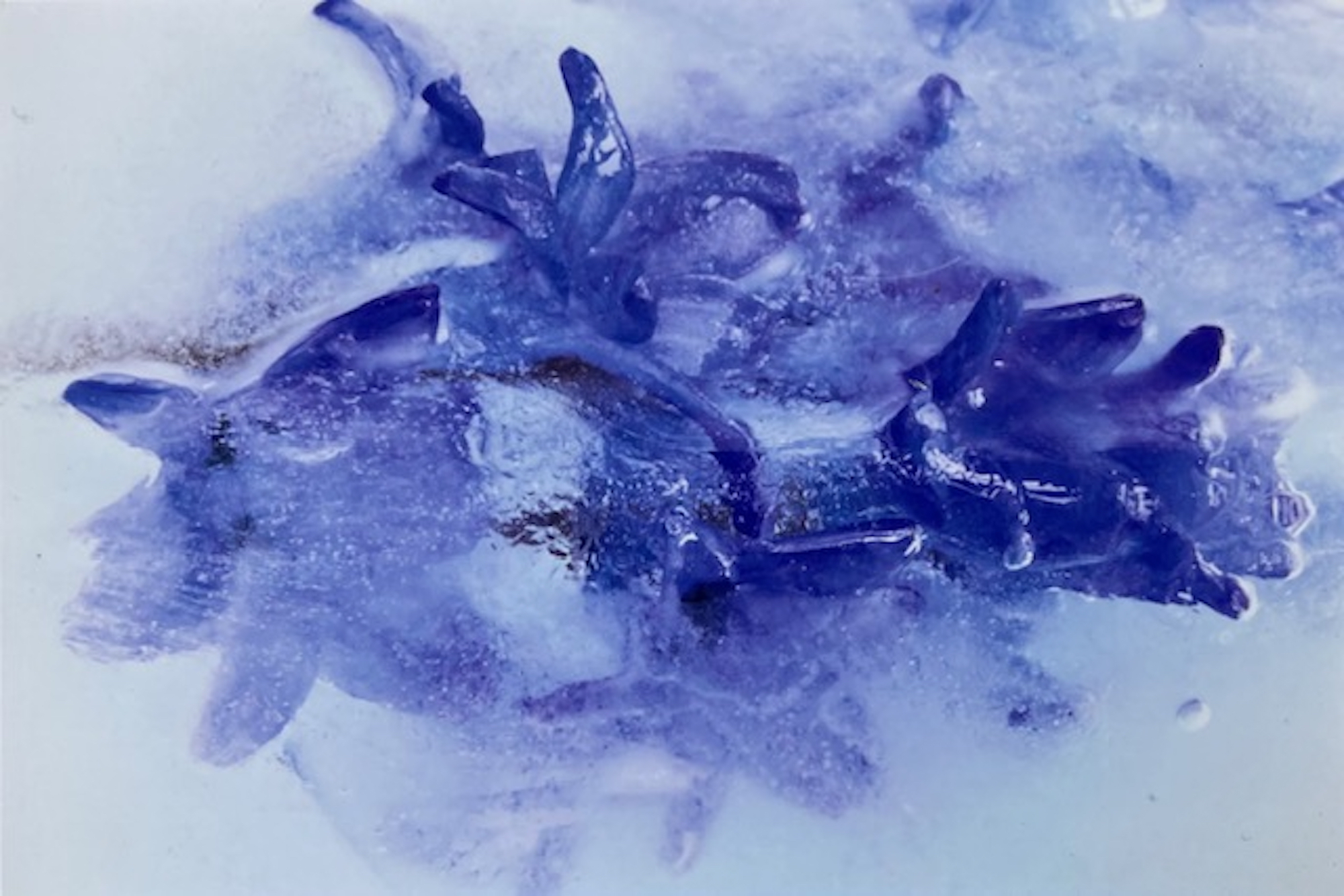 Nahaufnahme einer violetten Blütentraube, die von Eis umhüllt ist, mit frostigen Texturen und durchscheinenden Blütenblättern. (KI generierte Beschreibung)