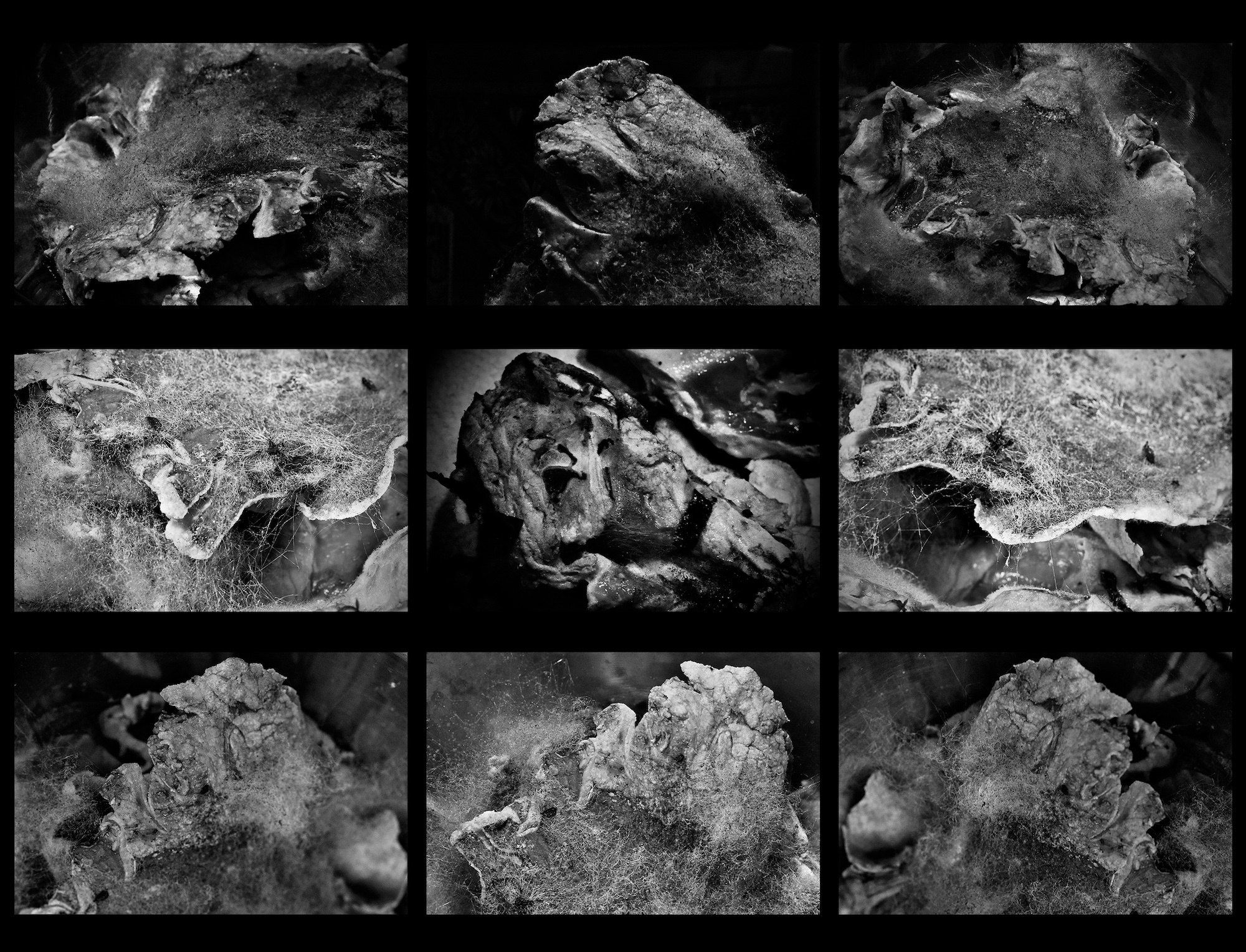 Eine Schwarz-Weiß-Collage aus neun Nahaufnahmen, die verrottendes organisches Material mit Schimmel und Pilzbefall zeigen. (KI generierte Beschreibung)