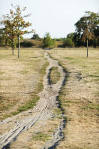 Ein schmaler Feldweg schlängelt sich durch ein trockenes, grasbewachsenes Feld mit spärlichen Bäumen unter einem klaren Himmel. (KI generierte Beschreibung)